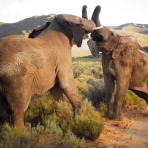 Big Five Safari and Breede River Valley Guided Day Trip