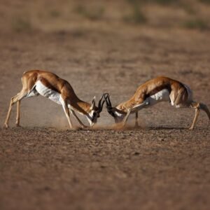 Aquila Big Five Game Reserve Safari with options from Cape Town