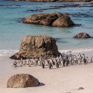 Cape of Good Hope and Boulders Penguins Day Tour from Cape Town