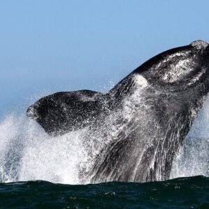Whale Watching from Gansbaai